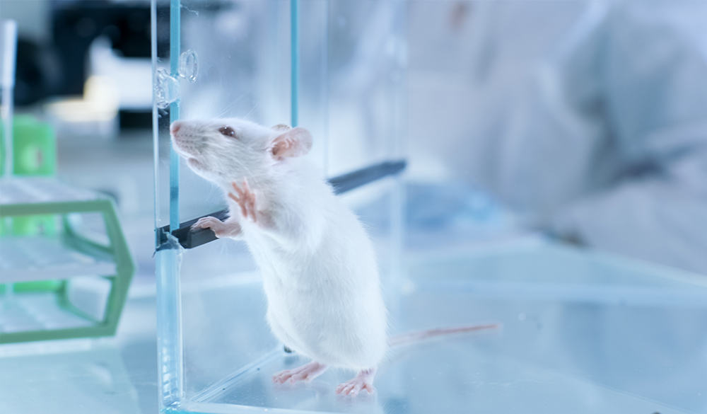 呼和浩特动物学实验